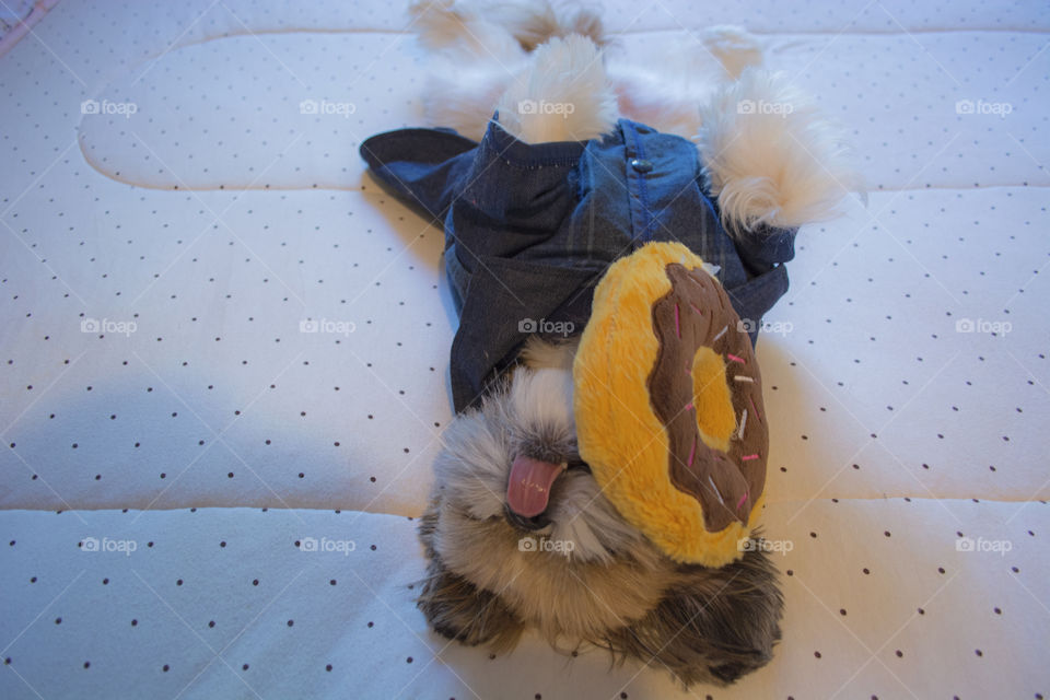 Puppy playing with a donut