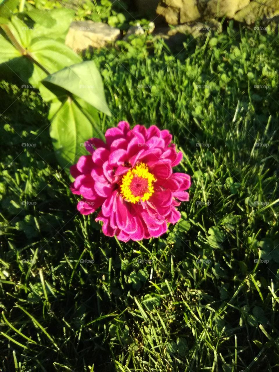 Zinnias