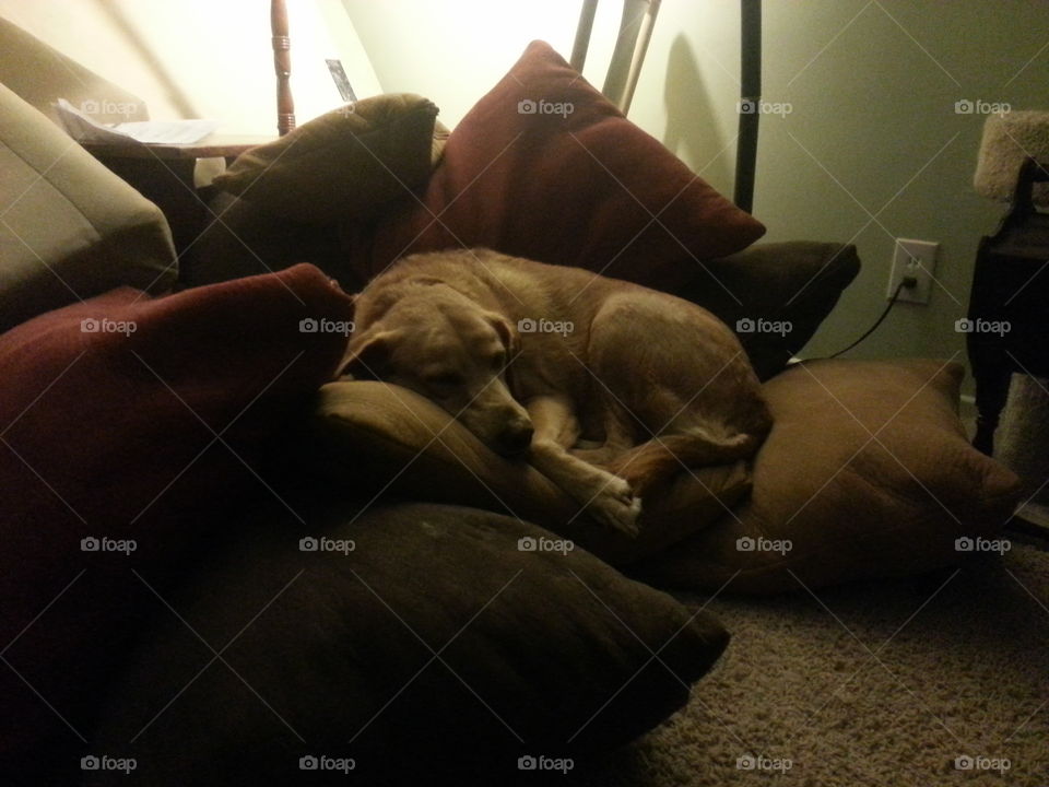 Large pet dog on pile of pillows