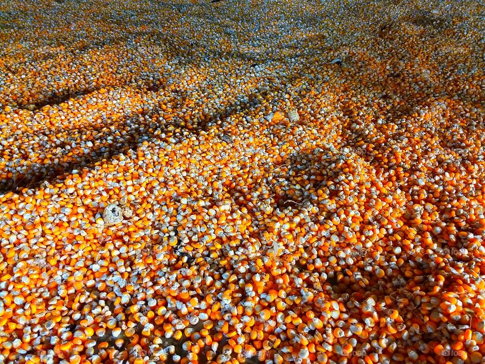 beautiful pile of corn abstract at Giritontro, Indonesia