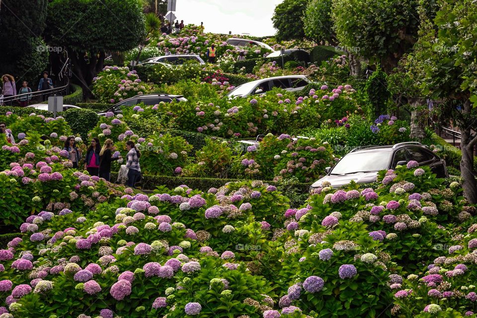 Traffic on the Winding Lombard Street - San Francisco, CA