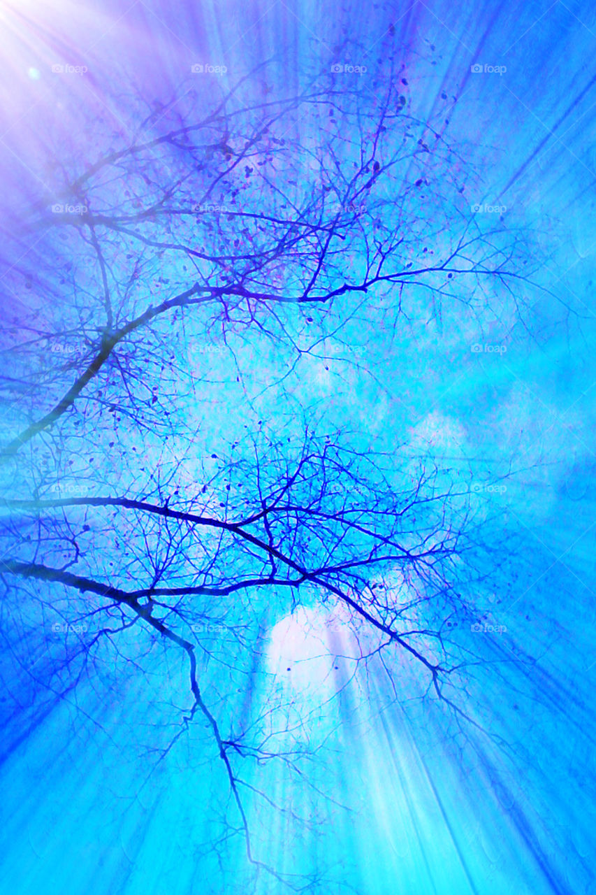 Trees (Blue Period)