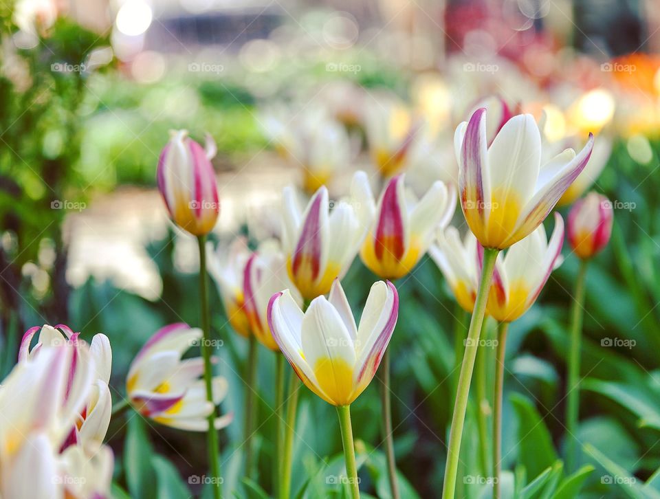 Spring tulips