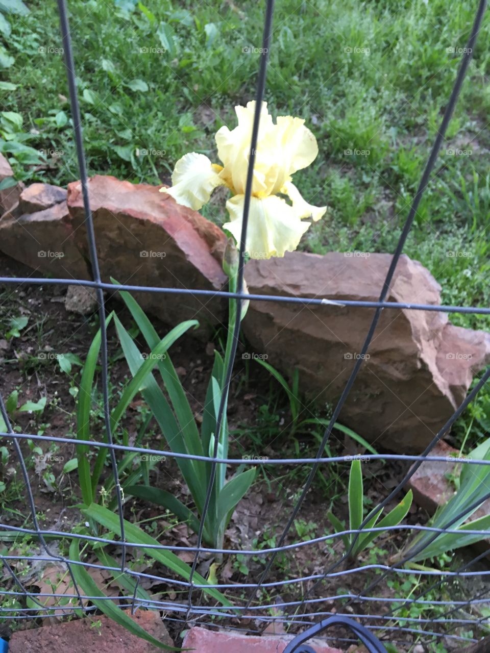 One yellow Iris in the flower bed of other un bloomed irises. Such a precious sight.
