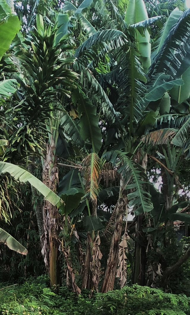 Tree of the banana