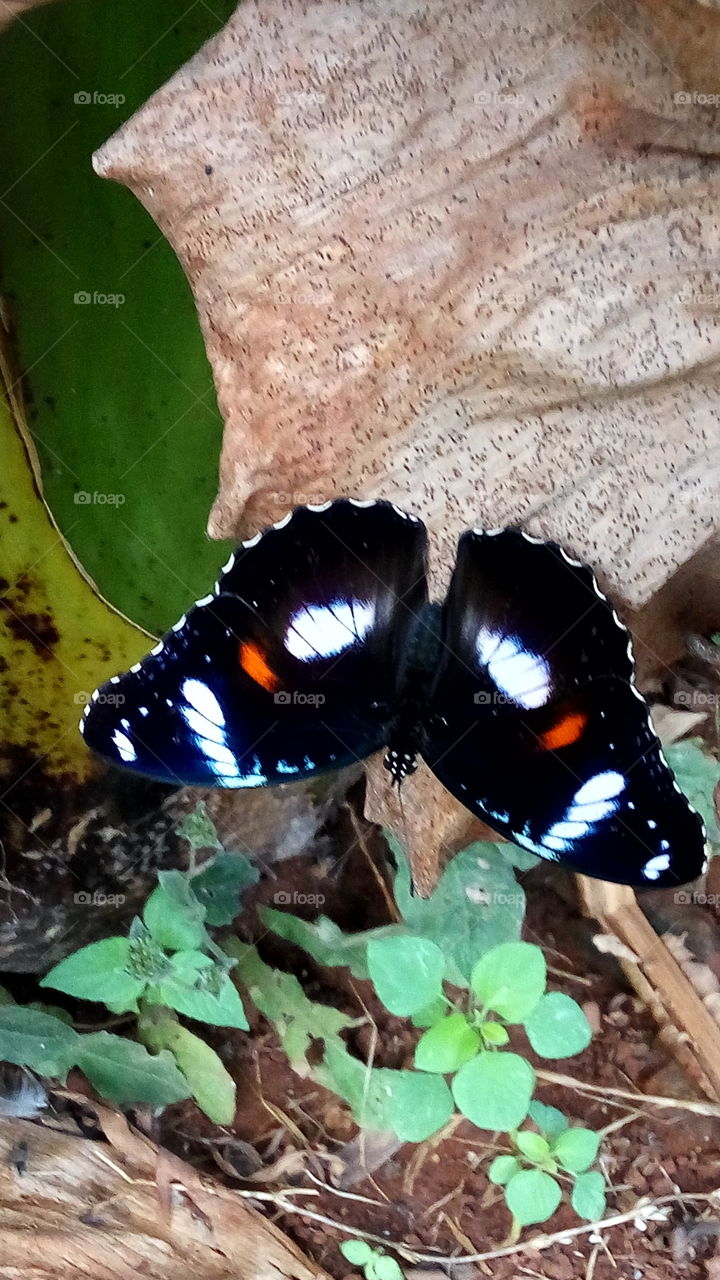 Butterflies smile