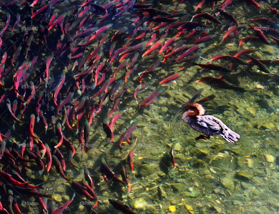 Kokanee Salmon Swimming Away From a Merganser Duck