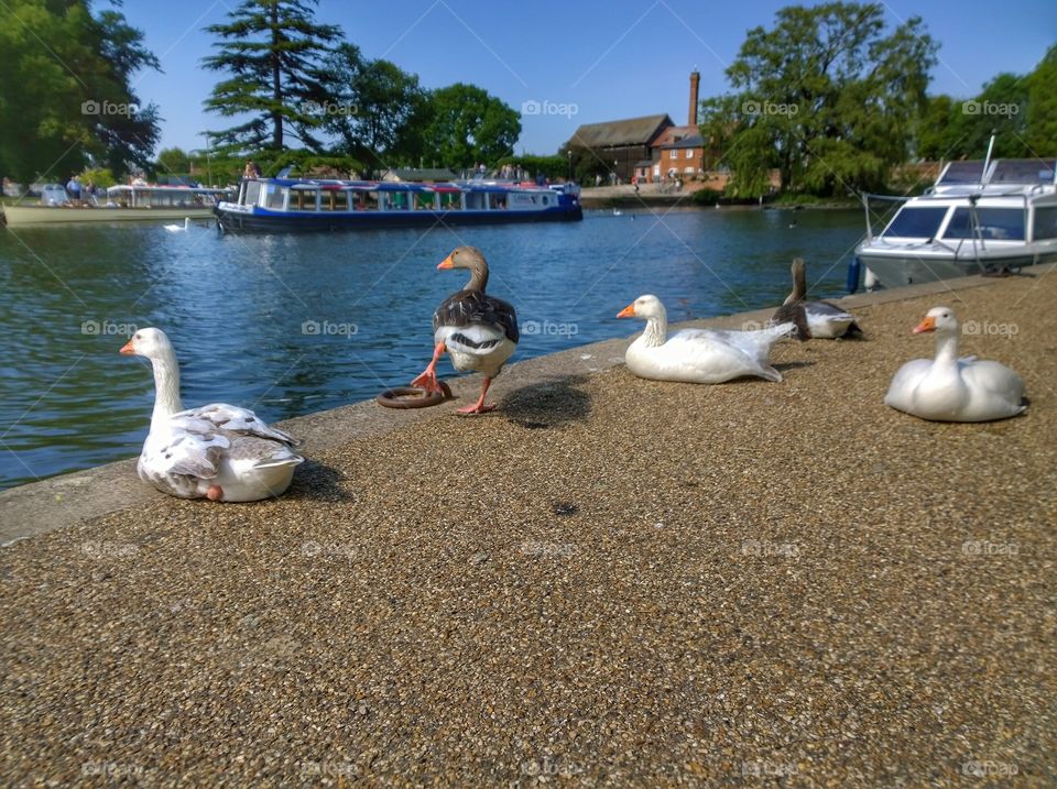 Ducks. River