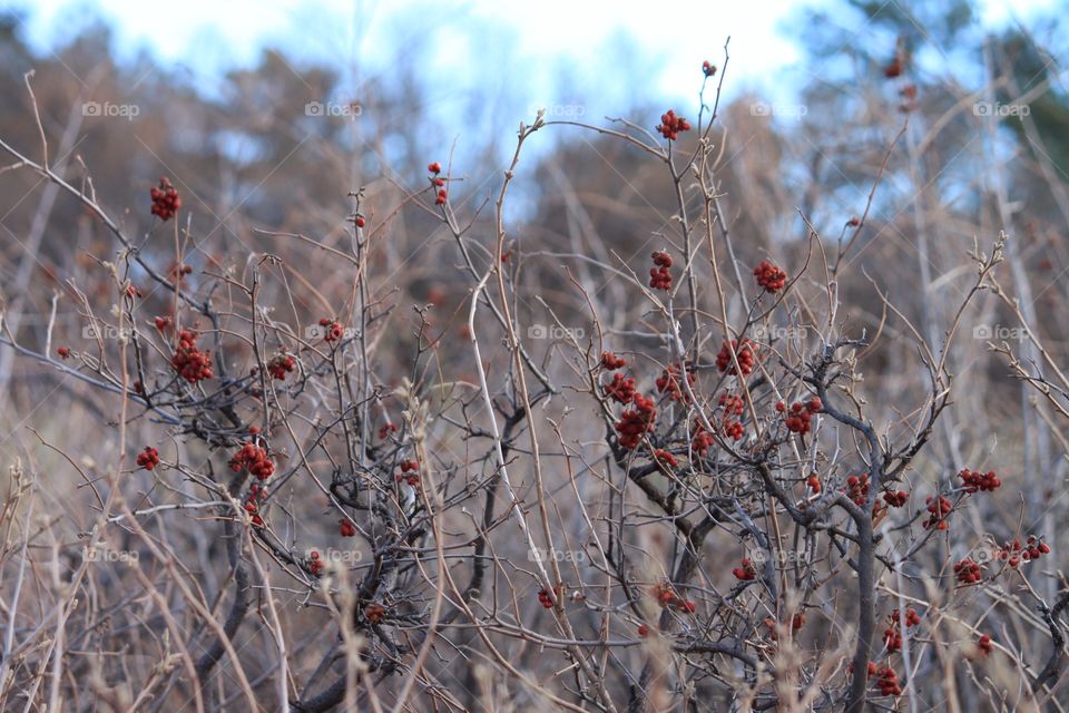 Berries on a hike 