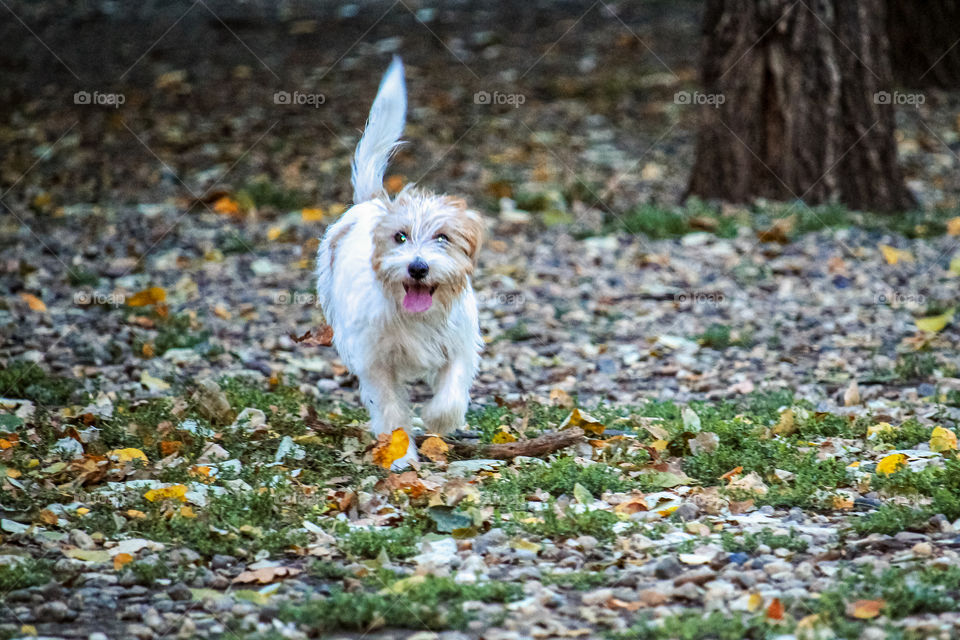 Rough cut Jack Rasel terrier runing at a gravel ground