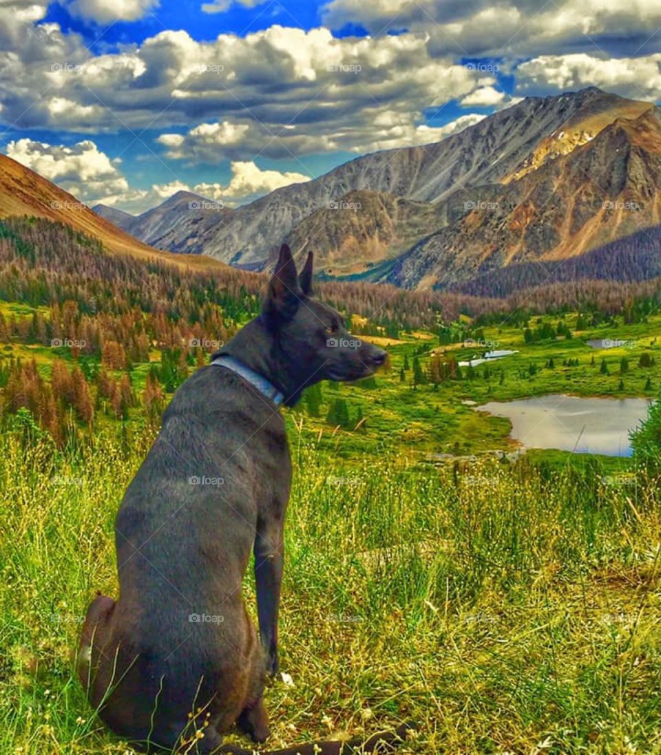My buddy enjoying the scenery..Edited pic