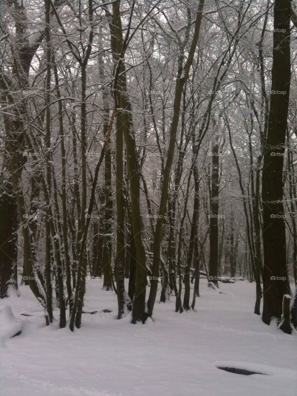 snow united kingdom trees cold by sparklybangle
