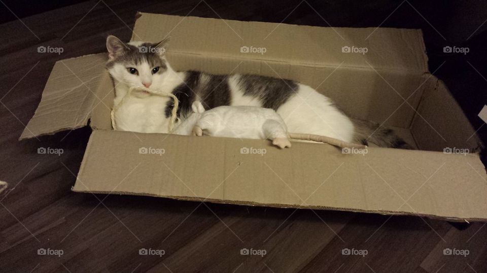 cat in a box