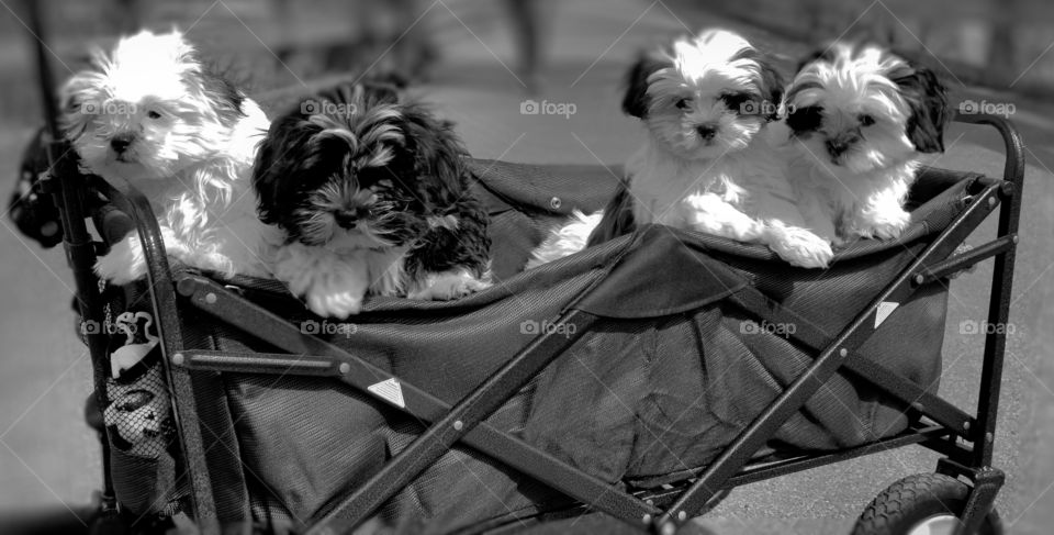 dogs bw puppies black and white by lagacephotos