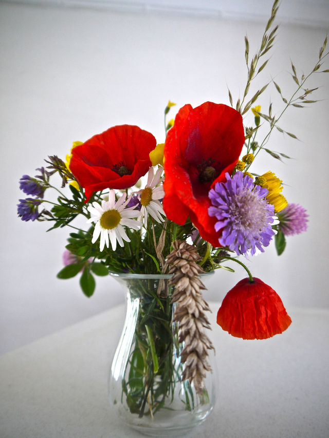 sweden flowers flower of by ylvafloreman
