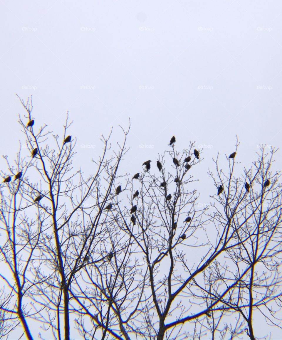 Flock of Birds up in the Trees