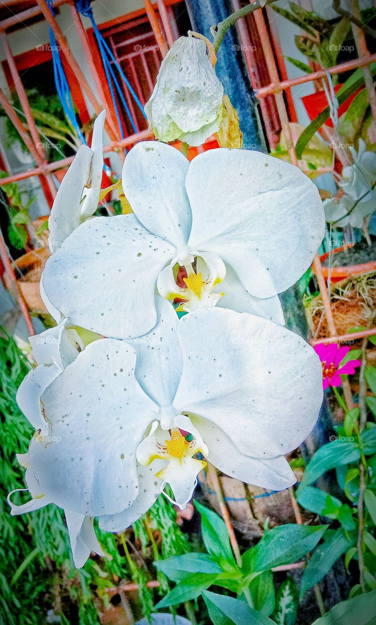 Phalaenopsis amabilis; Anggrek Bulan, Anggrek Puspa Pesona, Anggrek Macan Tutul Putih, salah satu spesies bunga nasional Indonesia, dari ordo Asparagus.