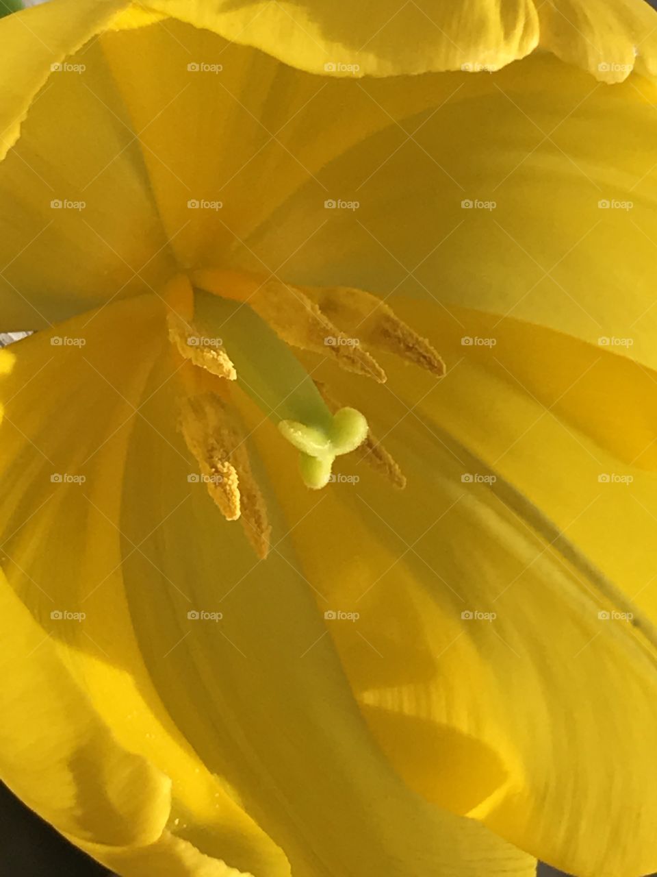 Yellow tulip 