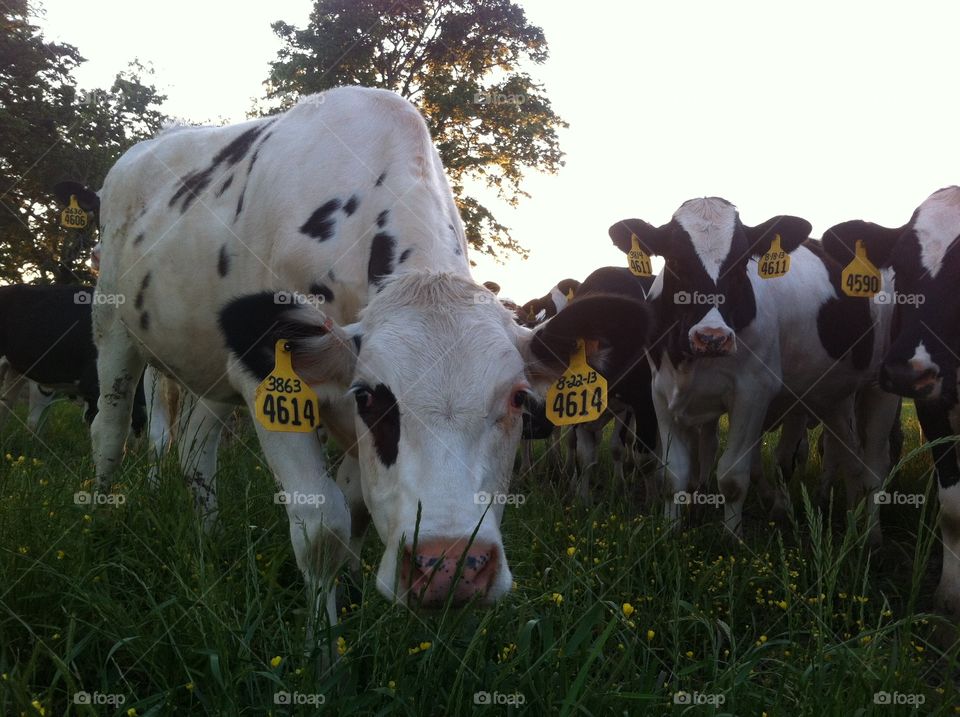 Curious cows. 