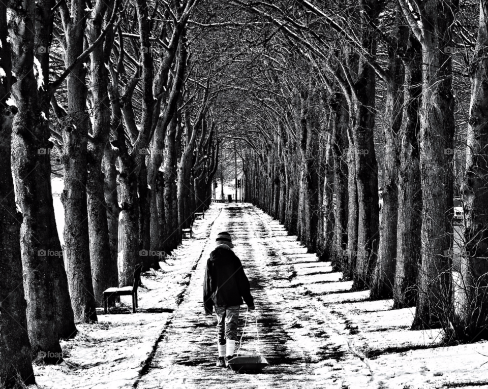 snow winter trees cold by Raid1968