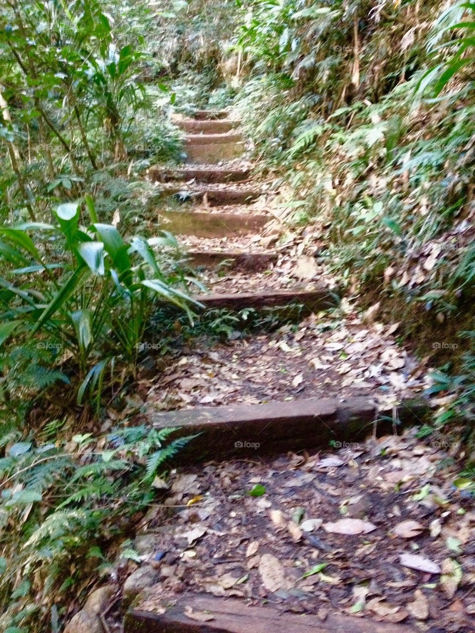 Rainforest Trail