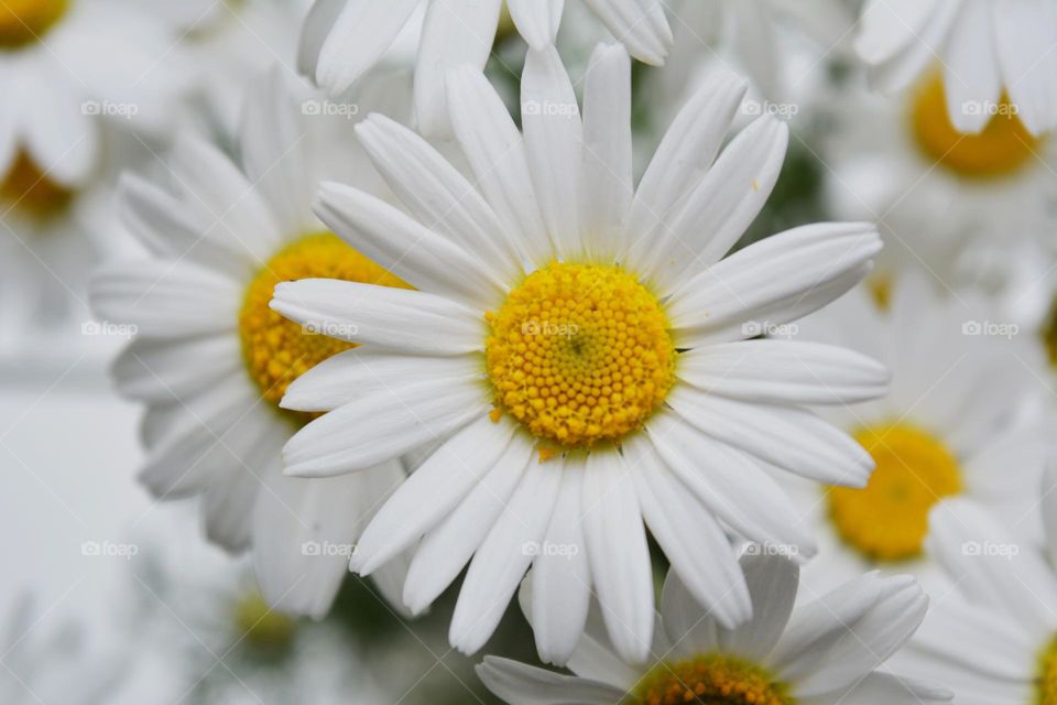beautiful camomile flowers close up