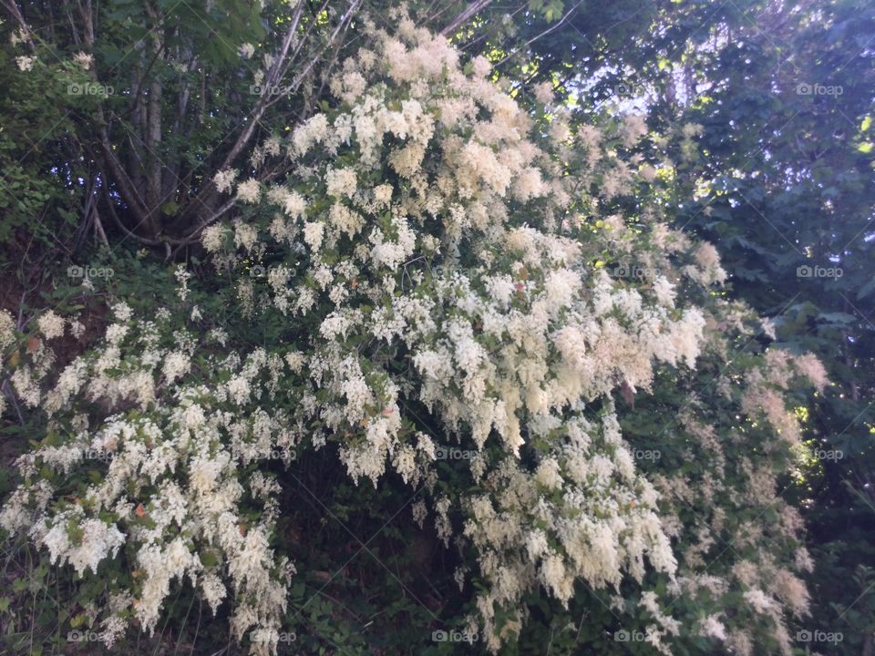 White Flowers hanging from a Tree 
