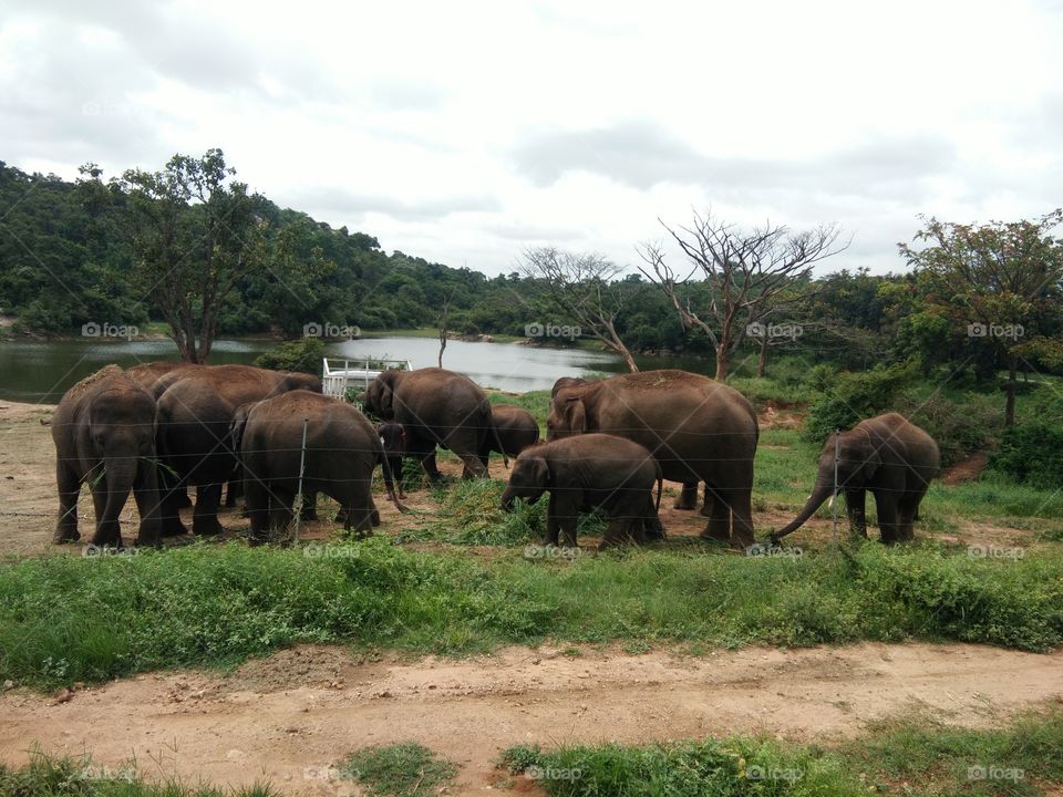Elephants Herd at Zoo