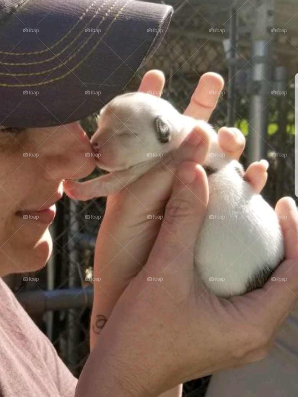 Tavie - 1 Week Old Chihuahua