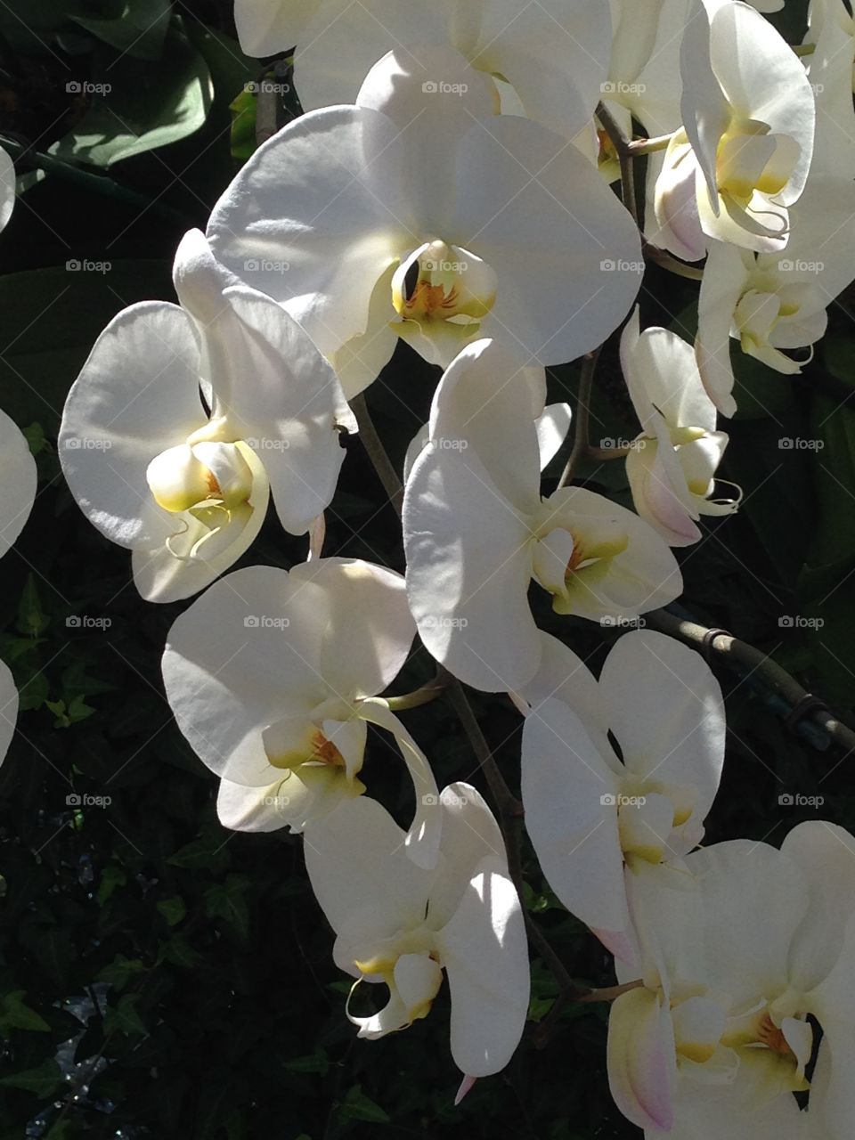 White Orchids