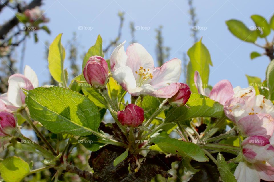 Apple blossom