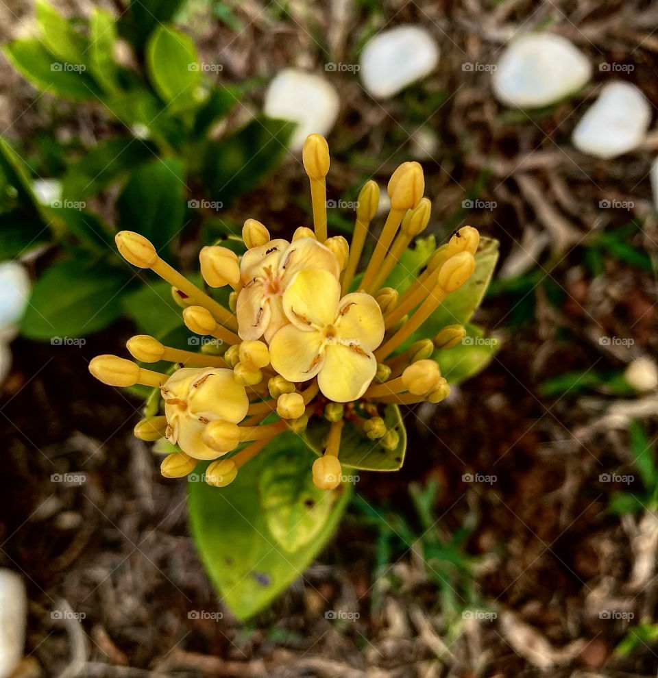 🌹 🇺🇸 Very beautiful flowers to brighten our day.  Live nature and its beauty. Did you like the delicate petals? / 🇧🇷 Flores muito bonitas para alegrar nosso dia. Viva a natureza e sua beleza. Gostaram das pétalas delicadas? 