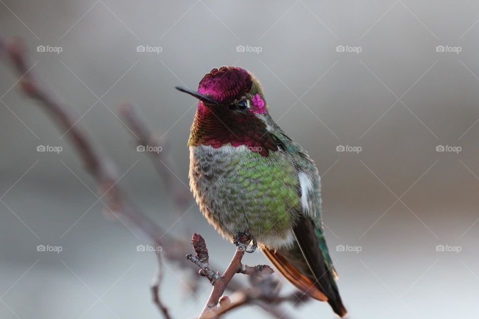 Anna’s Hummingbird perched on a twig 