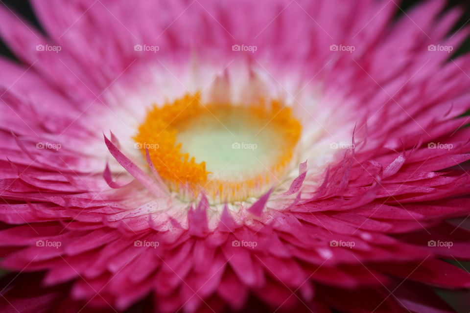 jolie coeur de fleur