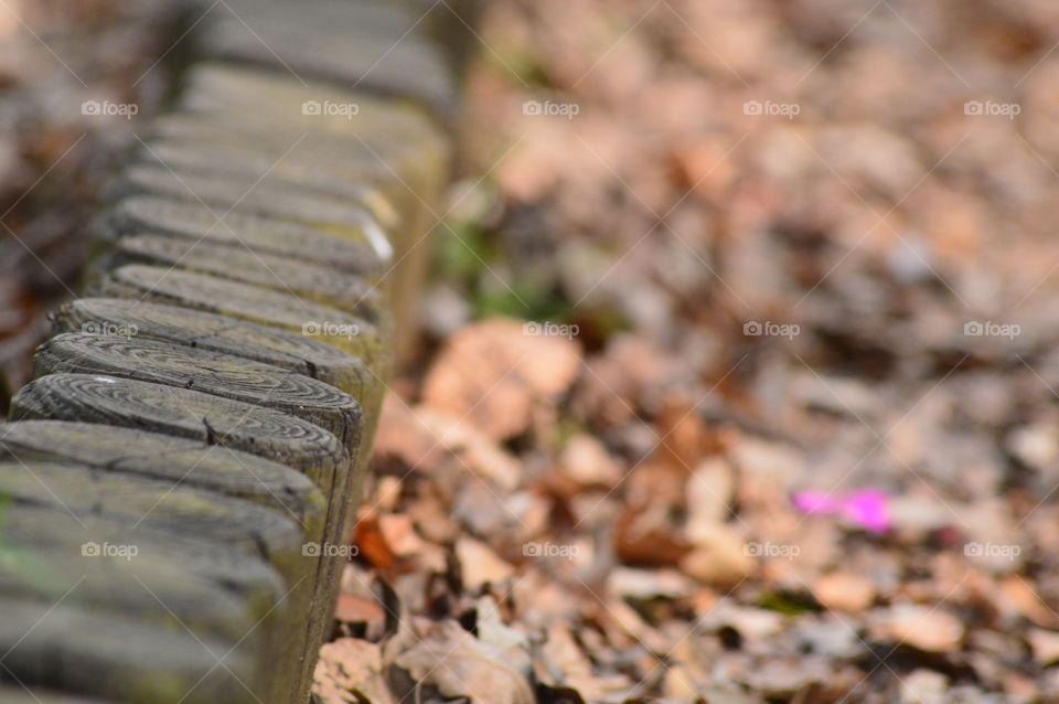 autumn in macro shot