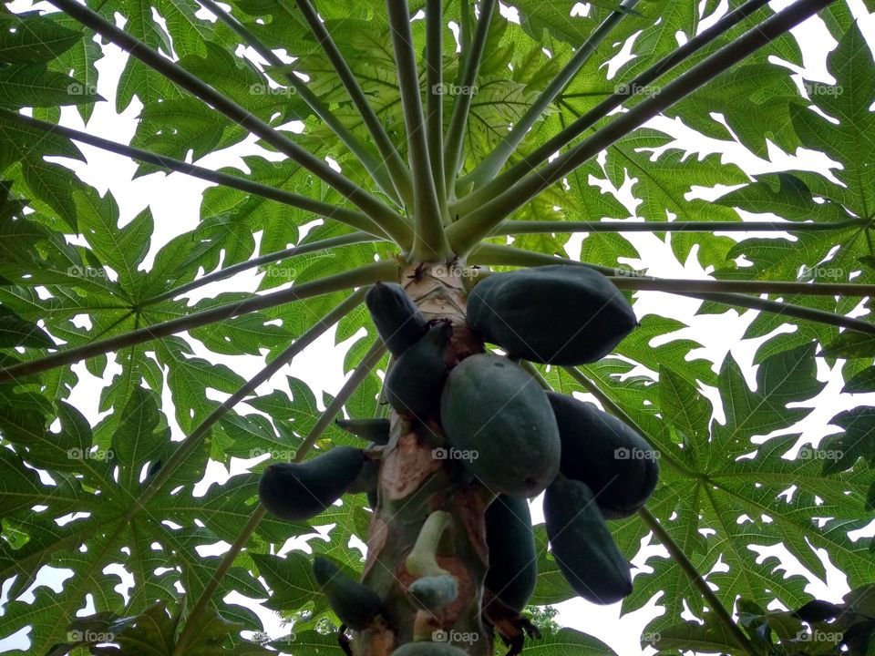 papaya
