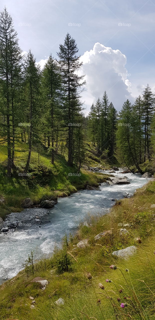 Pine trees along the river