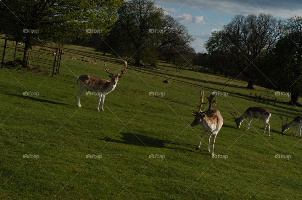 park deer attingham by stevephot