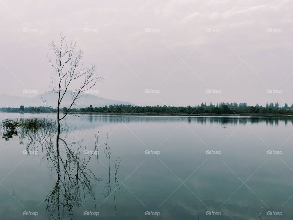 dry tree in the water