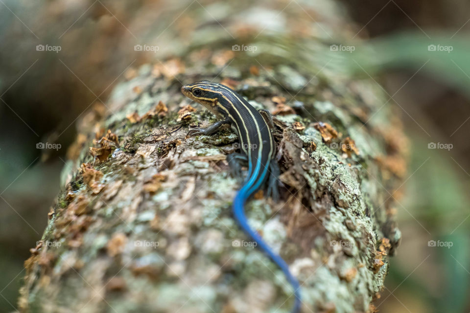 Foap, Best of the Best: A five-lined skink scurries on a log at Yates Mill County Park in Raleigh North Carolina. 