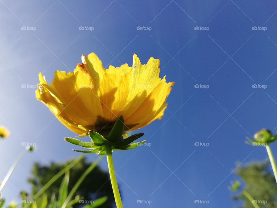#Yellowflower