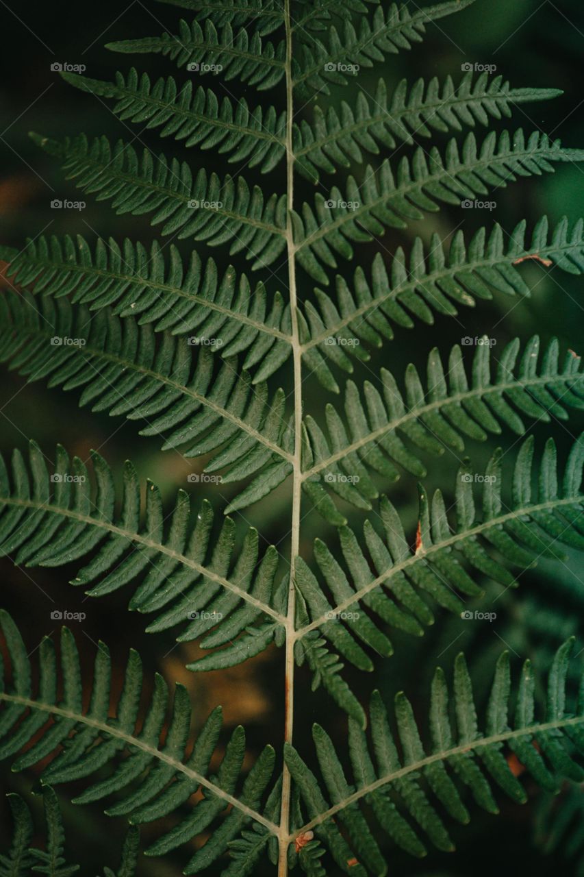 Dryopteris marginalis, vernacularly known as the marginal shield fern or marginal wood fern , is a perennial species of fern found in damp shady areas throughout eastern North America, from Texas to Minnesota and Newfoundland.