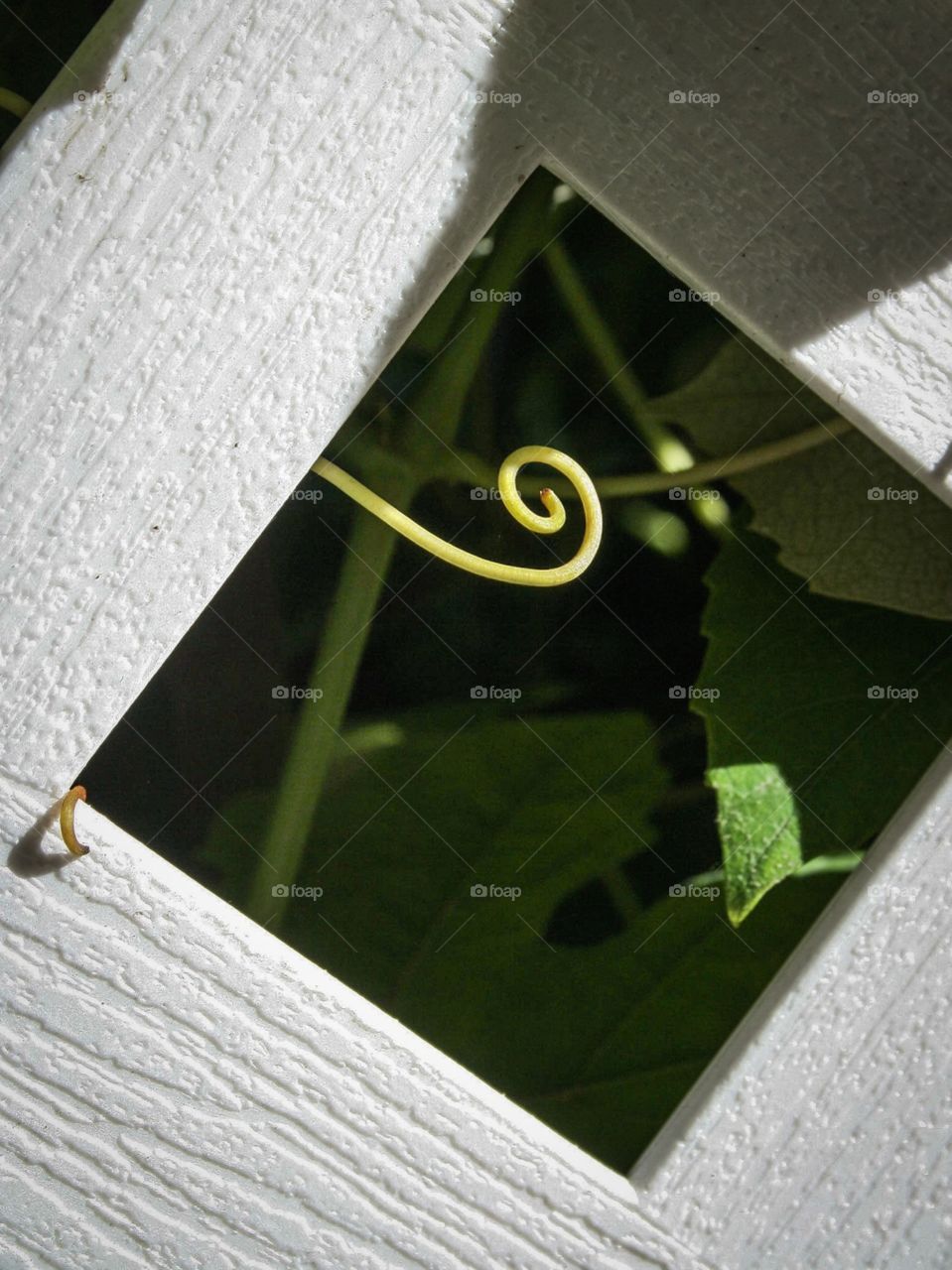 New sprouts growing through a lattice