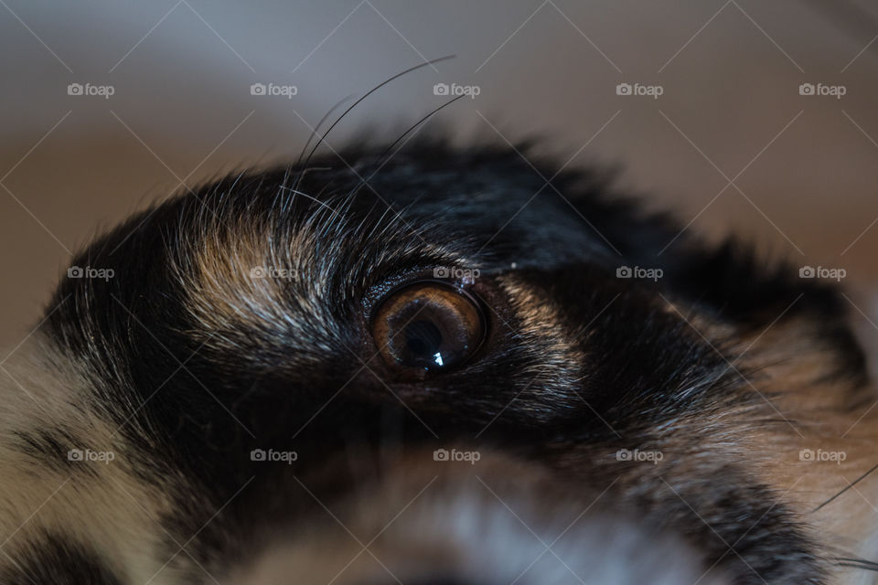 Dog eye