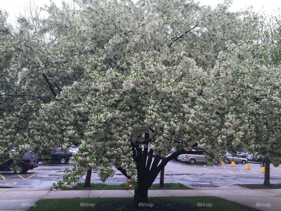 Spring in bloom. Blossomed tree in downtown Chicago 
