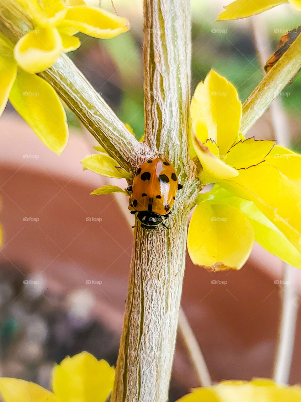 Ladybug / ladybird on Duranta erecta 'Cuban Gold' (Skyflower) shrub