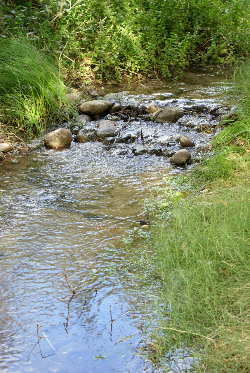 Stream in forest