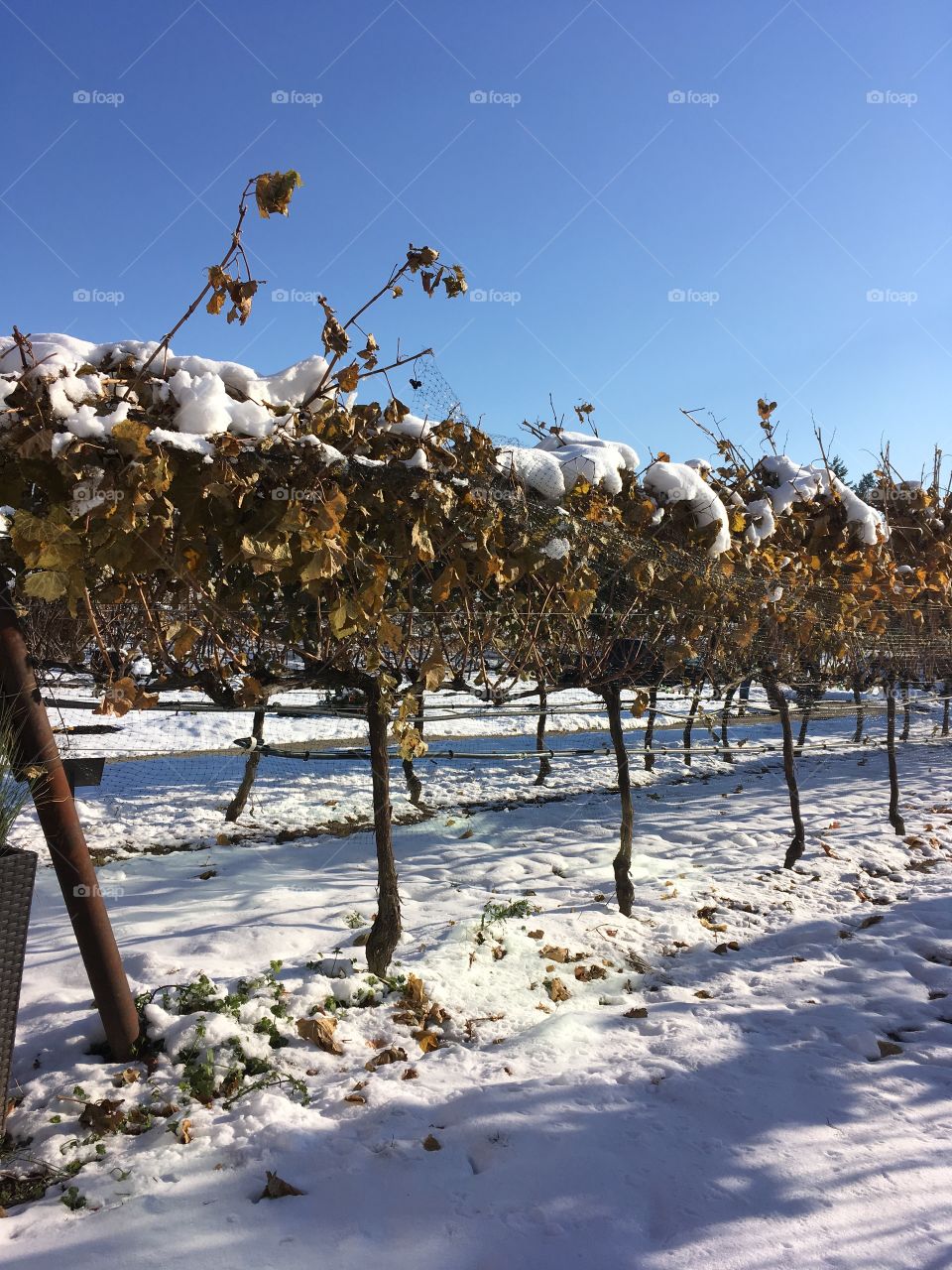 Vines in the winter