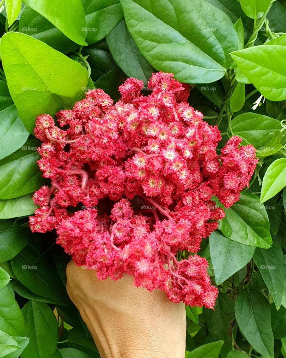 A human hand is holding a red edelweiss flower on a Japanese grass jelly leaf background