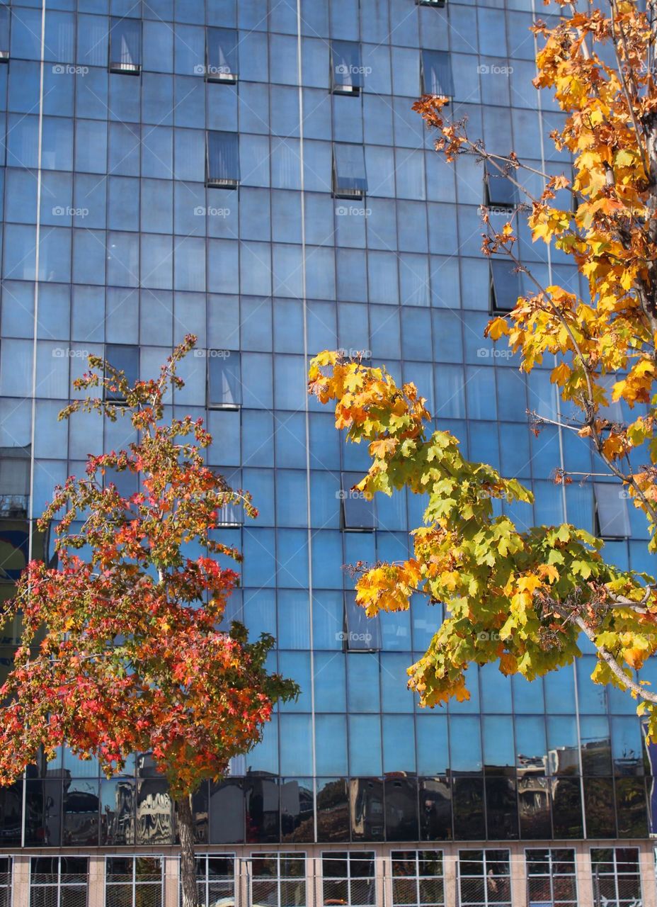 Two lovely trees in front of a large modern glass building. City greenery